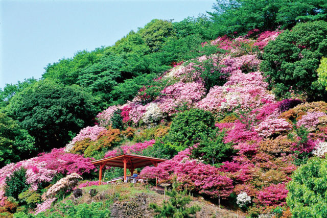 春のツツジは見ごたえ十分「外苑東山つつじ園・花園」