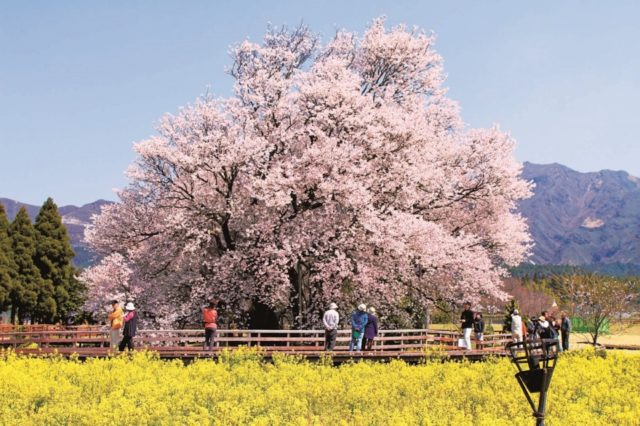 熊本 由布院 阿蘇 季節の見どころとイベントをチェック まっぷるトラベルガイド