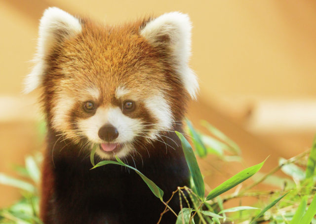 日本平動物園 驚きがいっぱいの見どころをチェック 観光旅行メディア まっぷるトラベルガイド