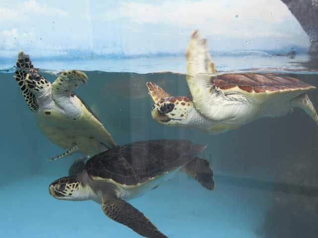 【阿南海岸ドライブモデルコース】日和佐うみがめ博物館カレッタ