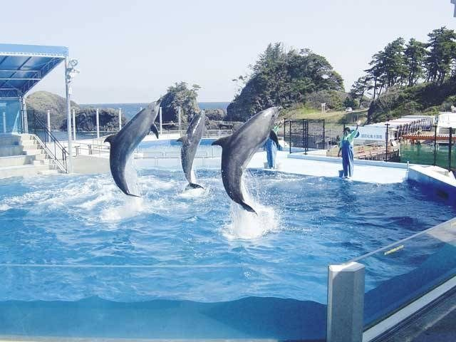 越前松島水族館 海の生き物を間近で見てみよう 観光旅行メディア まっぷるトラベルガイド