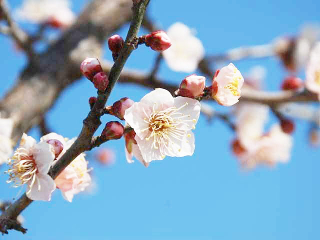 可憐な梅の花に癒やされる 全国の梅の名所25選 19年の梅まつり日程も 観光旅行メディア まっぷるトラベルガイド