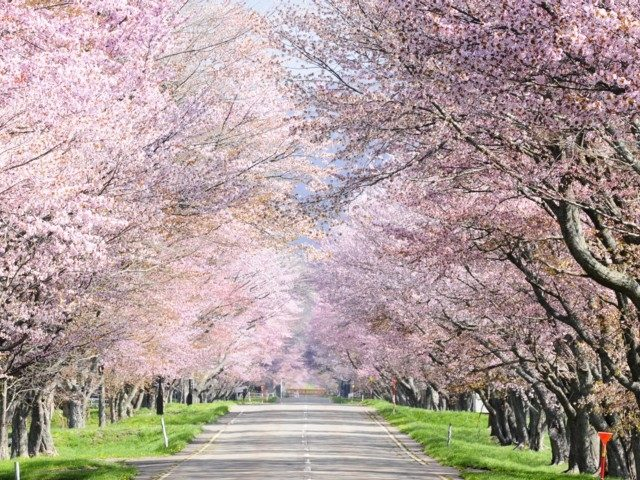 いよいよ開花 全国のおすすめの桜の名所 お花見スポット まっぷるトラベルガイド