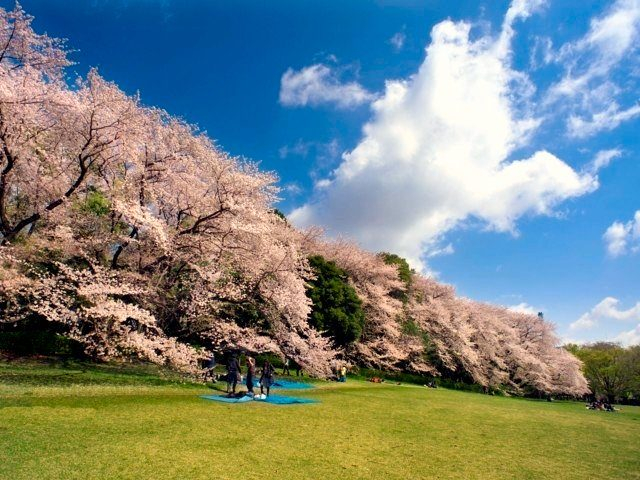 いよいよ開花 全国のおすすめの桜の名所 お花見スポット まっぷるトラベルガイド