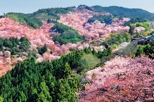 吉野桜紀行 世界遺産 優しく染まる日本一の桜 まっぷるトラベルガイド