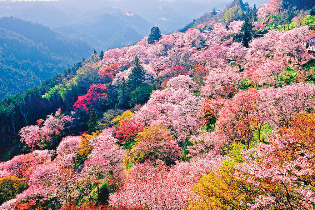 吉野桜紀行 世界遺産 優しく染まる日本一の桜 観光旅行メディア まっぷるトラベルガイド