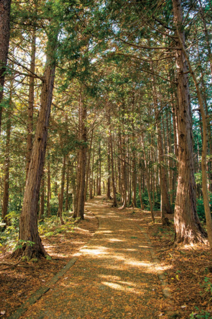 【埼玉・奥武蔵×観光➀】雑木林の木立が美しい「加治丘陵の遊歩道」