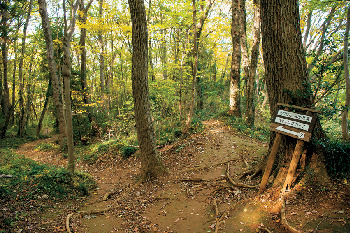 【埼玉・奥武蔵×観光➄】小さな分岐に注意「公園方面分岐」