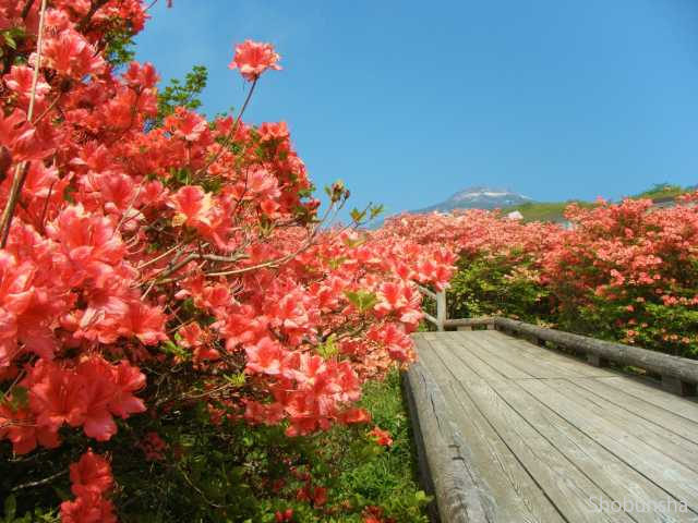 全国 バラやツツジ フジなど5月 6月が見頃の花の名所 花まつり日程も