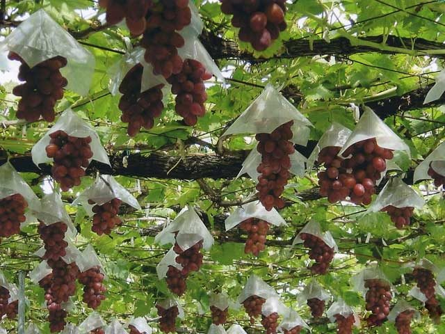 夏の果物はこれからが旬 ぶどう メロン 梨など 夏のフルーツ狩りに行こう まっぷるトラベルガイド