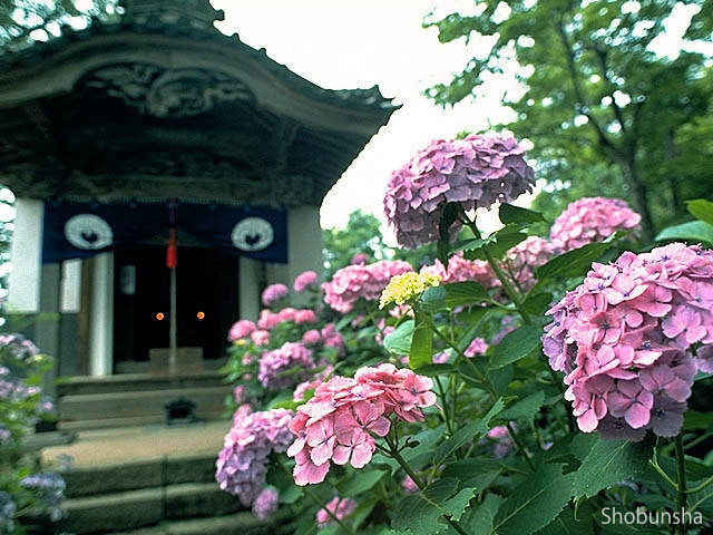 全国 雨の日のおでかけが楽しくなる アジサイの名所の楽しみ方