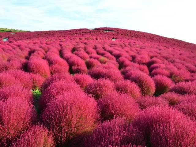 関東近郊 10月11月におすすめ 子供も大人も楽しめる秋のおでかけ 紅葉スポット まっぷるトラベルガイド