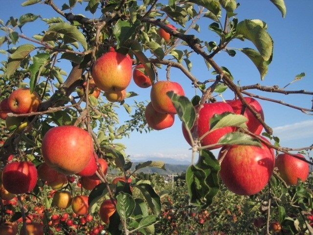 秋の果物狩り 味覚狩りに行こう サツマイモ キノコ リンゴ ミカン 梨狩りができるスポット まっぷるトラベルガイド