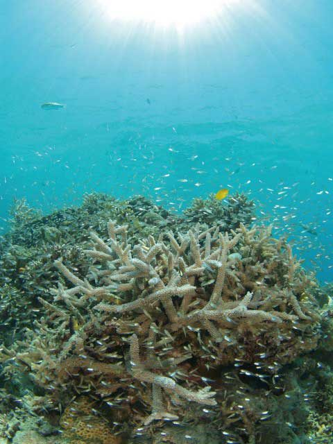 那覇から慶良間諸島 座間味島 渡嘉敷島 阿嘉島 への行き方 シュノーケリングスポットも紹介 まっぷるトラベルガイド