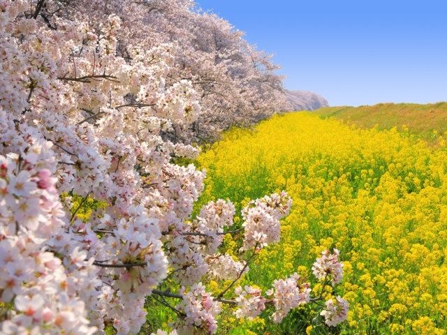 全国のおすすめの桜の名所 お花見スポット 22年版 まっぷるトラベルガイド