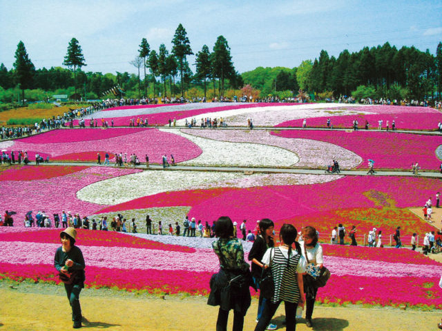 埼玉 秩父 芝桜の咲く羊山公園へ行こう ピンクの絶景 見ごろは4月中旬 5月上旬 まっぷるトラベルガイド