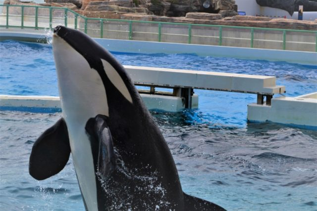 鴨川シーワールドの楽しみ方 徹底解説 海の動物たちと遊ぼう 観光旅行メディア まっぷるトラベルガイド