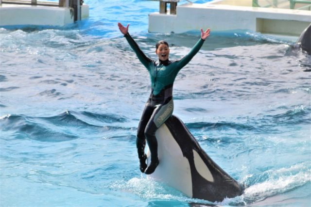 鴨川シーワールドの楽しみ方 遊び方 大海原を目の前に海の動物たちと遊ぼう 観光旅行メディア まっぷるトラベルガイド