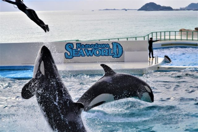 鴨川シーワールドの楽しみ方 遊び方 大海原を目の前に海の動物たちと遊ぼう 観光旅行メディア まっぷるトラベルガイド