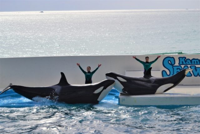 鴨川シーワールドの楽しみ方 完全ガイド 海の動物たちと遊ぼう まっぷるトラベルガイド