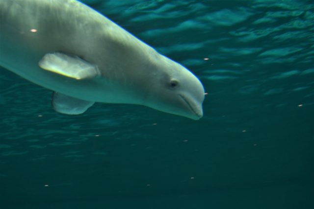 鴨川シーワールドの楽しみ方 完全ガイド 海の動物たちと遊ぼう まっぷるトラベルガイド