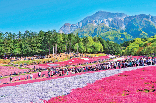 ピンクの絶景 芝桜の咲く羊山公園に行こう 見ごろは4月中旬 5月上旬 まっぷるトラベルガイド