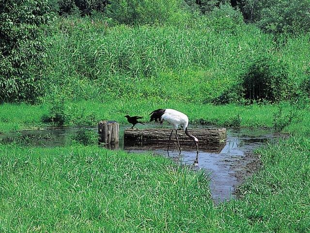 釧路市丹頂鶴自然公園