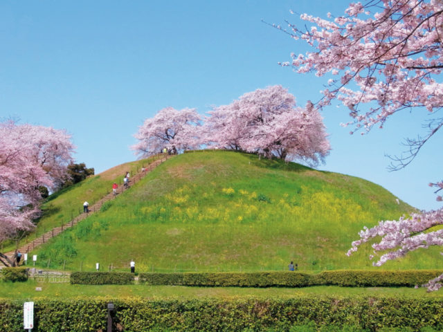 【埼玉・さきたま古墳公園×古墳】丸墓山古墳