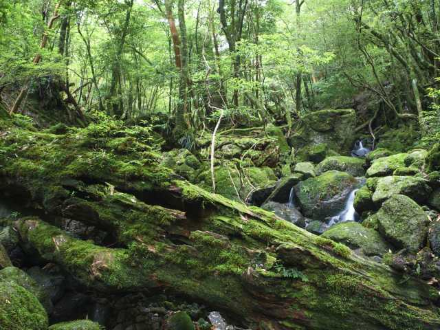 屋久島観光はこれでok 観光のポイントとおすすめスポットをご紹介 まっぷるトラベルガイド