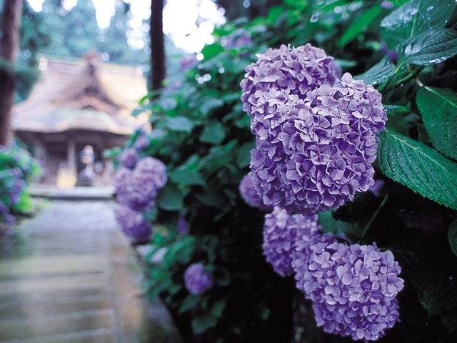 全国 雨の日のおでかけが楽しくなる アジサイの名所の楽しみ方