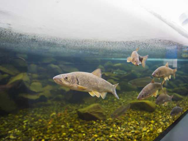 北の大地の水族館