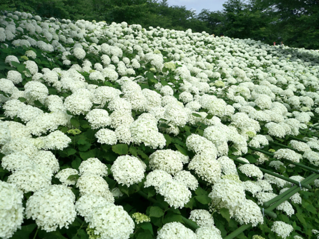 16 000株の紫陽花の饗宴 関東屈指の紫陽花堤 幸手権現堂桜堤 観光旅行メディア まっぷるトラベルガイド