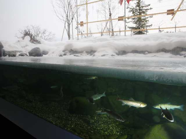 北の大地の水族館
