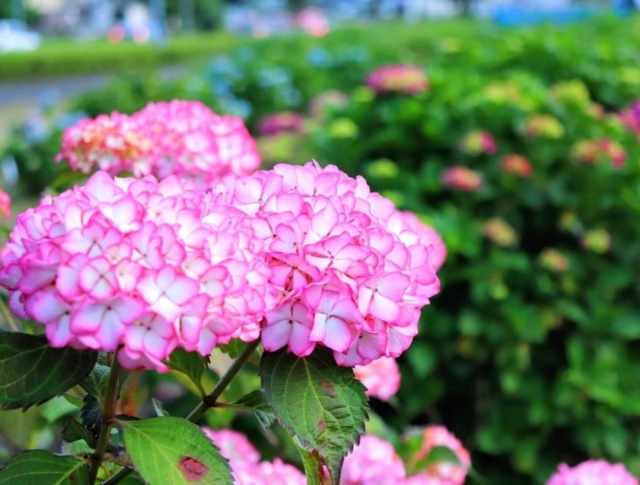 疲れた心を癒してくれる 湘南北部の紫陽花 あじさい 名所 観光旅行メディア まっぷるトラベルガイド