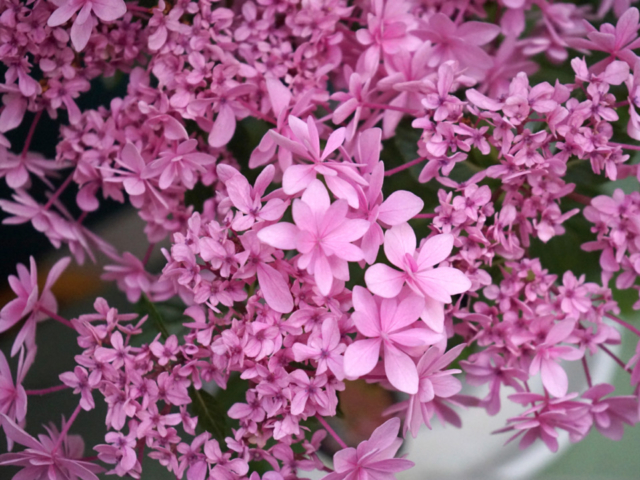 16 000株の紫陽花の饗宴 関東屈指の紫陽花堤 幸手権現堂桜堤 まっぷるトラベルガイド