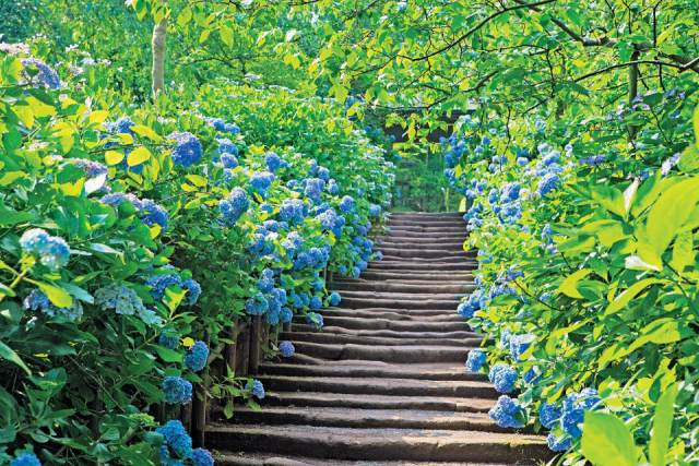 【全国】 紫陽花の名所をご紹介！雨の日もおでかけが楽しくなる♪