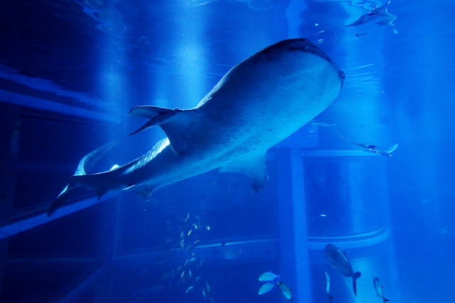 年は水族館イヤー ニューオープン リニューアルで注目の水族館まとめ まっぷるトラベルガイド