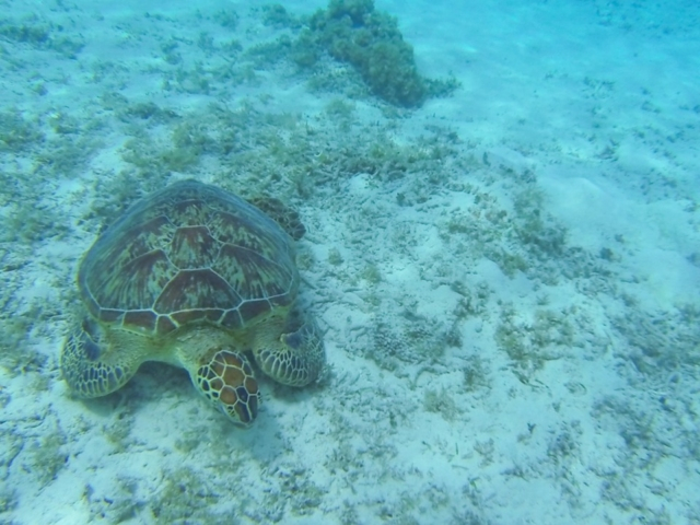 シュノーケルでウミガメに会える 慶良間諸島 座間味島 阿嘉島2泊3日ビーチめぐり まっぷるトラベルガイド