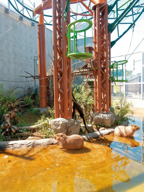 旭山動物園の見どころはココ 魅力と楽しみ方を徹底紹介 まっぷるトラベルガイド
