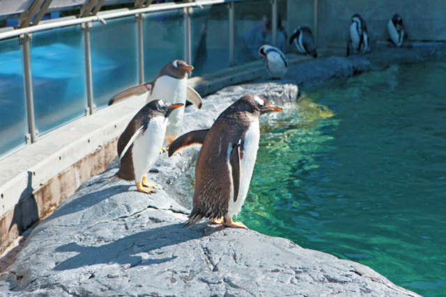 旭山動物園の見どころはココ 魅力と楽しみ方を徹底紹介 観光旅行メディア まっぷるトラベルガイド