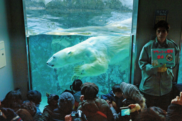 旭山動物園の見どころはココ 魅力と楽しみ方を徹底紹介 観光旅行メディア まっぷるトラベルガイド