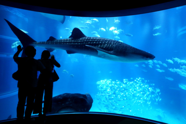 年は水族館イヤー ニューオープン リニューアルで注目の水族館まとめ まっぷるトラベルガイド