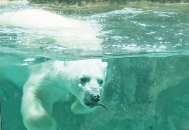 旭山動物園の見どころはココ 魅力と楽しみ方を徹底紹介 観光旅行メディア まっぷるトラベルガイド