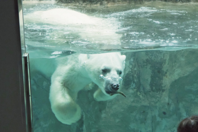 旭山動物園の見どころはココ 魅力と楽しみ方を徹底紹介 まっぷるトラベルガイド