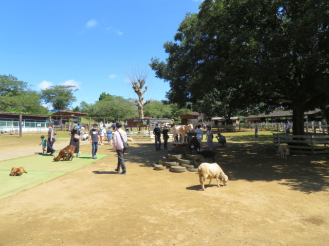 日帰りおでかけ 千葉 成田ゆめ牧場 で動物とのふれあい 多種多様の体験も 観光旅行メディア まっぷるトラベルガイド