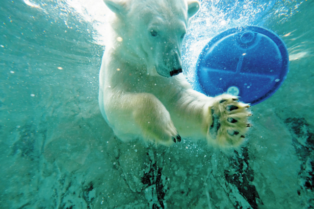 旭山動物園の見どころはココ 魅力と楽しみ方を徹底紹介 まっぷるトラベルガイド