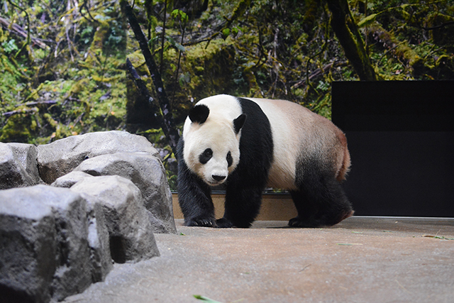 上野動物園 パンダのもりニューオープン シャンシャンやリーリー シンシンに会いに行こう まっぷるトラベルガイド
