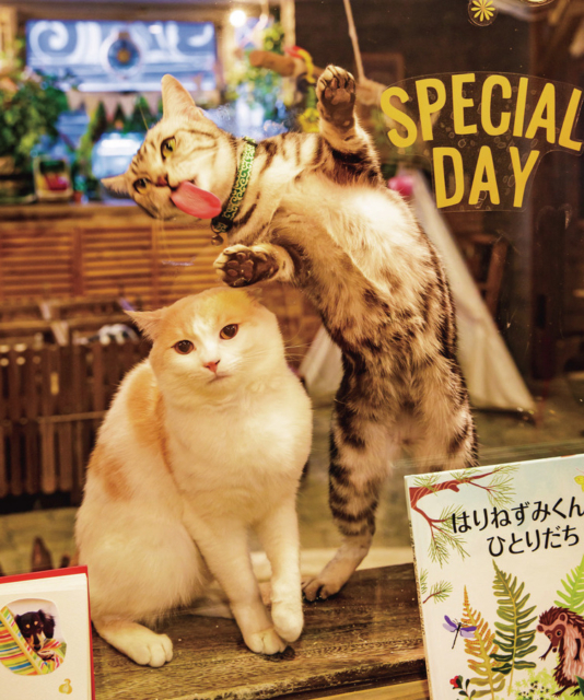 大阪で動物とふれあいたい おすすめの動物カフェ ふれあいスポットはココ 観光旅行メディア まっぷるトラベルガイド