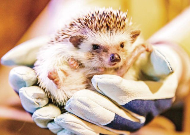 大阪で動物とふれあいたい おすすめの動物カフェ ふれあいスポットはココ 観光旅行メディア まっぷるトラベルガイド