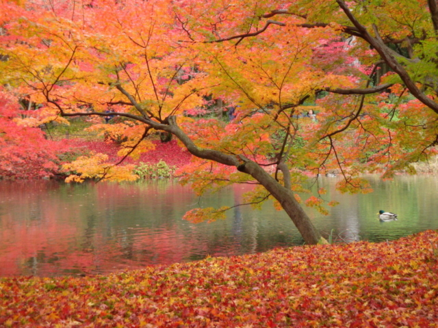 21年の秋は京都へ 京都府民が教える穴場紅葉スポット6選 まっぷるトラベルガイド